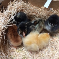 The Pampered Princesses of Cluckingham Palace